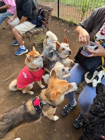 ハルくん、ドッグラン4日目。