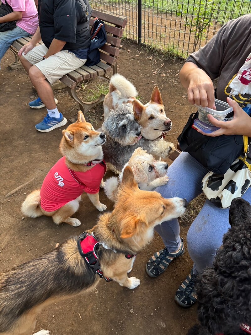 ハルくん、ドッグラン4日目。