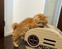 ぼくの美ボディへの道。【ふわもこメープルのまどろみ帖。vol.24】