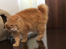 おやつはどちら？【ふわもこメープルのまどろみ帖。vol.25】