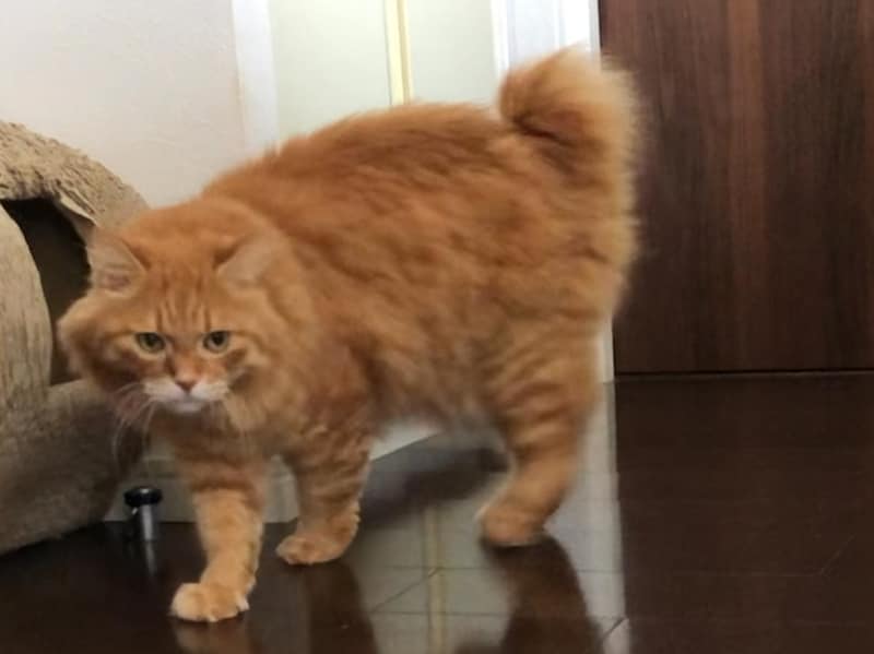 おやつはどちら？【ふわもこメープルのまどろみ帖。vol.25】