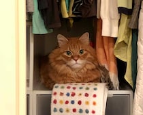 ようこそ、ぼくの別荘へ。【ふわもこメープルのまどろみ帖。vol.26】