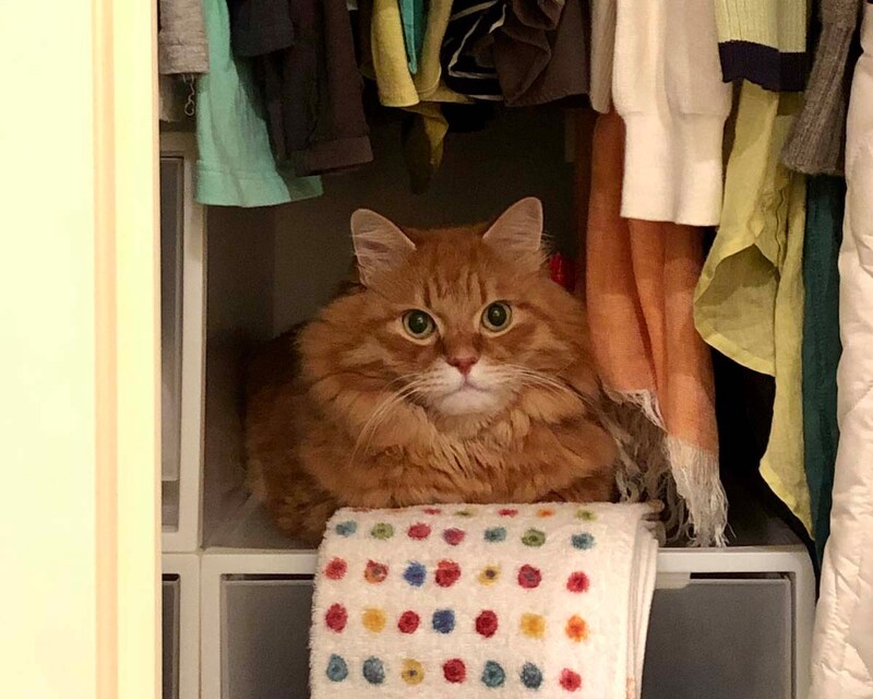 ようこそ、ぼくの別荘へ。【ふわもこメープルのまどろみ帖。vol.26】