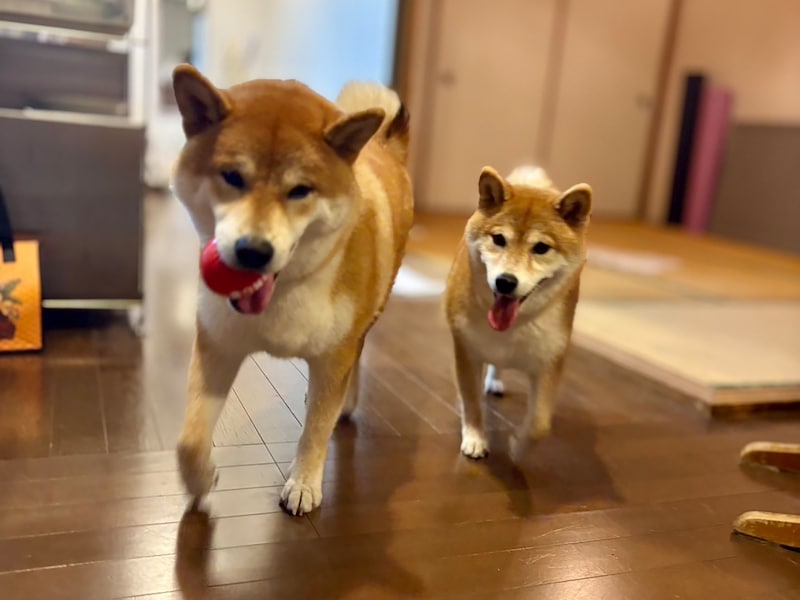 ハルくん、ルル姉ちゃんと。