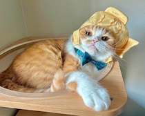 今年のハロウィン仮装はこんがりと……。【とろろ、もふもふDays。vol.151】