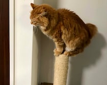 バランス感覚には自信があります。【ふわもこメープルのまどろみ帖。vol.27】