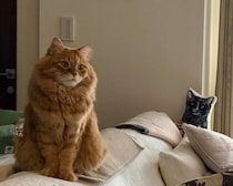 考え事をしているうちに……。【ふわもこメープルのまどろみ帖。vol.28】