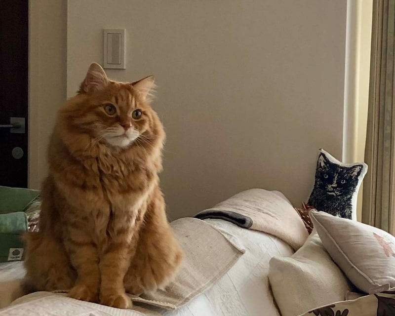 考え事をしているうちに……。【ふわもこメープルのまどろみ帖。vol.28】