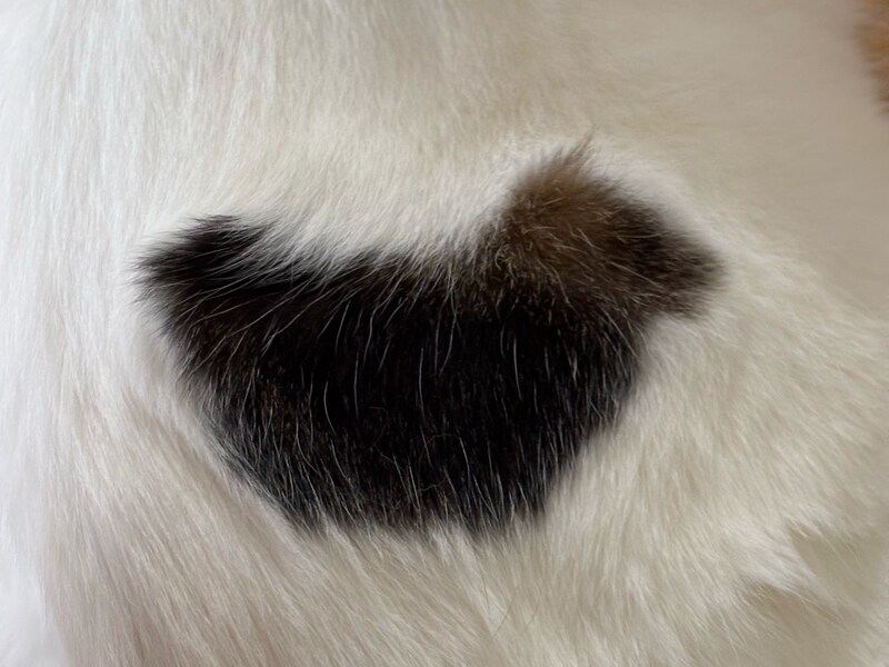 背中の模様、なにに見える？【いなほ、オレ物語。vol.254】