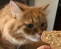 似たモノ同士？【ふわもこメープルのまどろみ帖。vol.29】