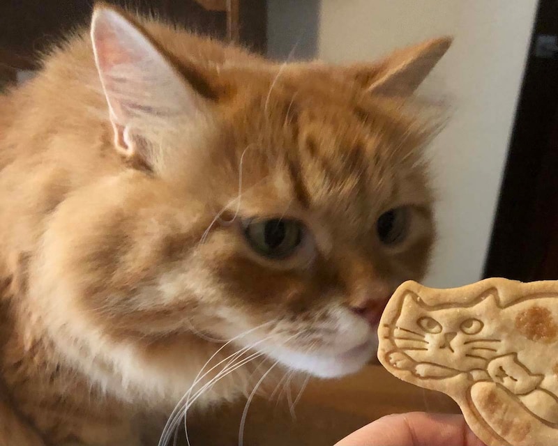 似たモノ同士?【ふわもこメープルのまどろみ帖。vol.29】