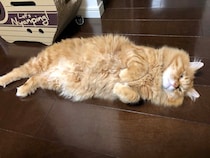 どうも、おばけです。【ふわもこメープルのまどろみ帖。vol.30】