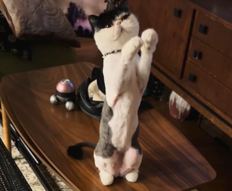 ハロウィンにだけ見える“アレ”。【おちょこ、ぽのぽのだより。vol.229】