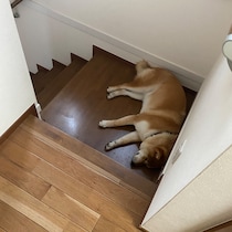 ハルくん、最近の休憩場。