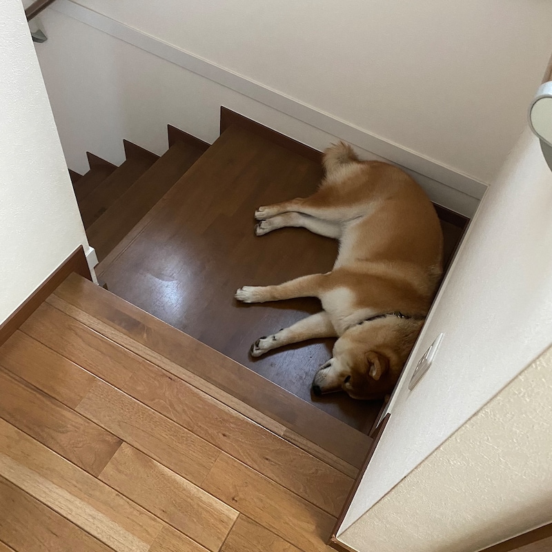 ハルくん、最近の休憩場。