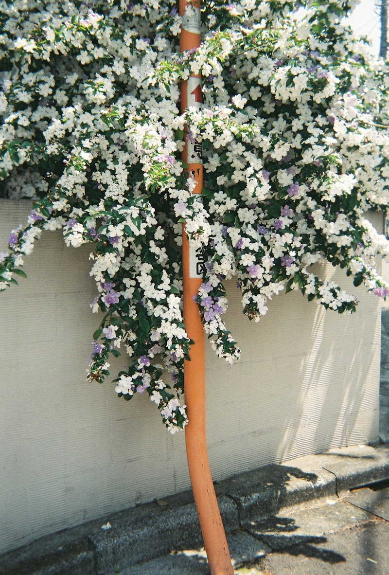 今月の写真家、今日の一枚。安藤 マミコ vol.1