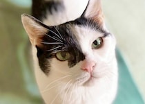 北欧テキスタイル仕様？【〈LOISIR〉デザイナー・前田敬子による、保護猫・えいたと暮らす日常。 vol.87】