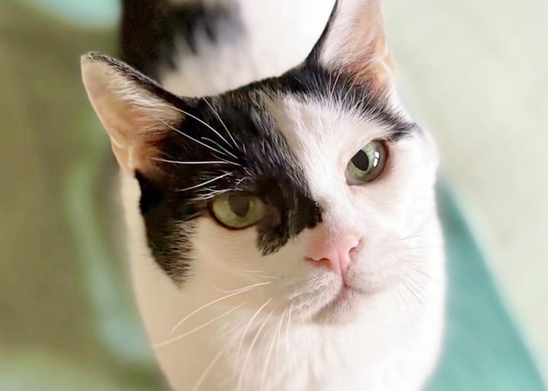 北欧テキスタイル仕様?【〈LOISIR〉デザイナー・前田敬子による、保護猫・えいたと暮らす日常。 vol.87】