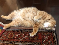 もふもふボディ、忘れないでね。 (最終回) 【ふわもこメープルのまどろみ帖。vol.31】