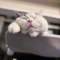 はじめまして。肉まんじゃないですよ。【肉まんフェイスうずらの、 モチモチ便り。vol.1】