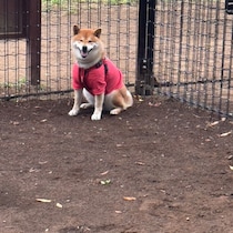 ハルくん、怒られました。