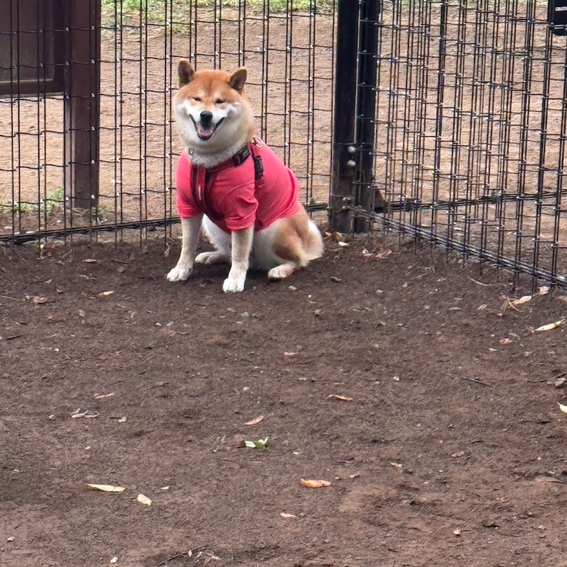 ハルくん、怒られました。