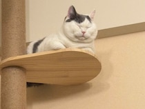 頂上にて、ひとやすみ。【肉まんフェイスうずらの、 モチモチ便り。vol.2】