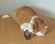 独り占め失礼します。【とろろ、もふもふDays。vol.152】