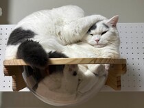 お久しぶりの、ハクマル兄ちゃん登場！【肉まんフェイスうずらの、 モチモチ便り。vol.3】