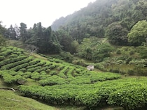日本人が築いた、台湾紅茶100年の歩み。写真と文：リン・ピンチュン (台湾茶／台湾料理研究家) #1