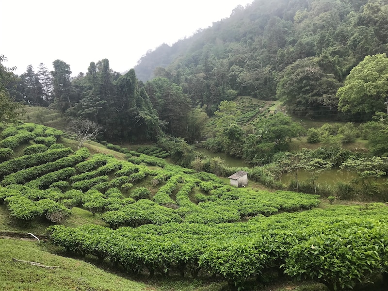 日本人が築いた、台湾紅茶100年の歩み。写真と文：リン・ピンチュン (台湾茶／台湾料理研究家) #1
