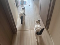 朝ごはん誘導隊長です。【肉まんフェイスうずらの、 モチモチ便り。vol.4】