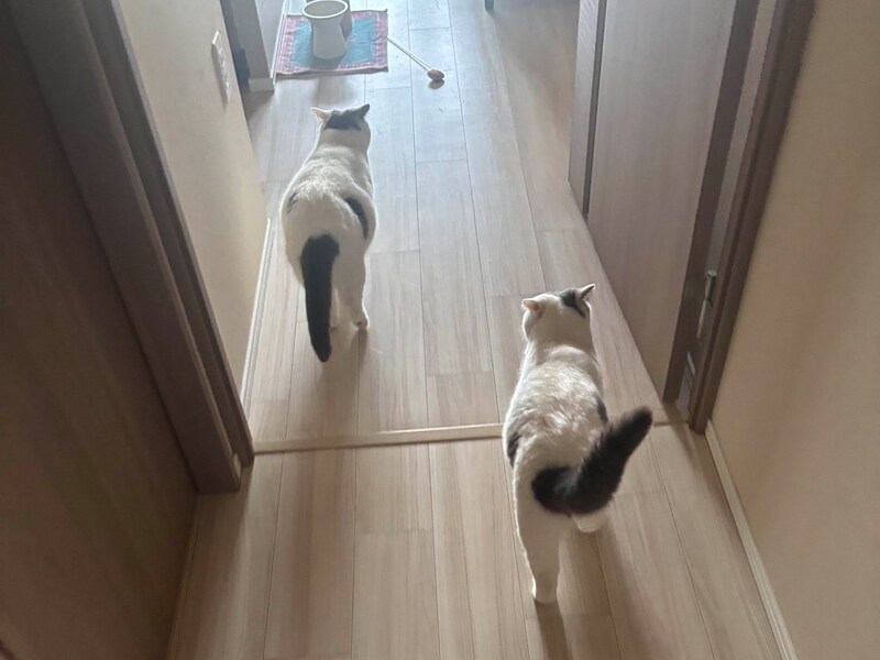 朝ごはん誘導隊長です。【肉まんフェイスうずらの、 モチモチ便り。vol.4】