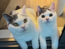 簡単には通しませんよ！【肉まんフェイスうずらの、 モチモチ便り。vol.5】