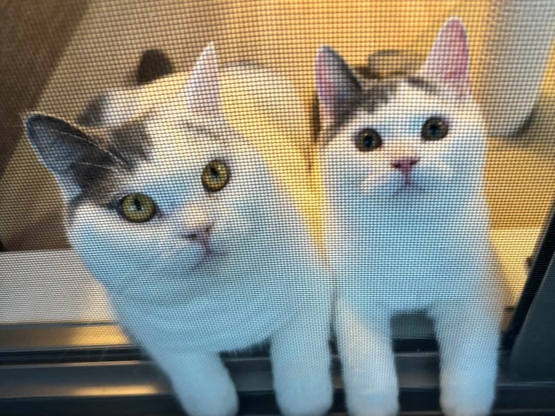 簡単には通しませんよ！【肉まんフェイスうずらの、 モチモチ便り。vol.5】