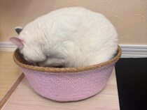 検品の結果は……？【肉まんフェイスうずらの、 モチモチ便り。vol.6】