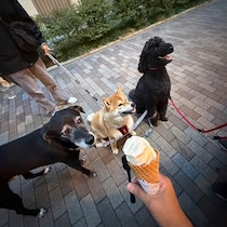 ハルくん、ソフトクリーム堪能。