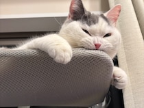 たまらない、この噛み心地。【肉まんフェイスうずらの、 モチモチ便り。vol.7】