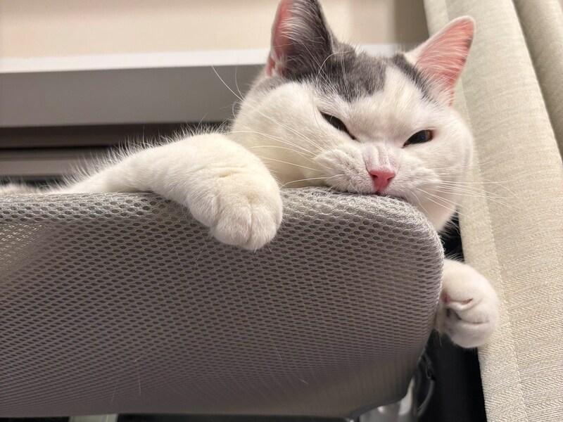 たまらない、この噛み心地。【肉まんフェイスうずらの、 モチモチ便り。vol.7】