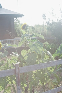 今月の写真家、今日の一枚。安藤 マミコ vol.9