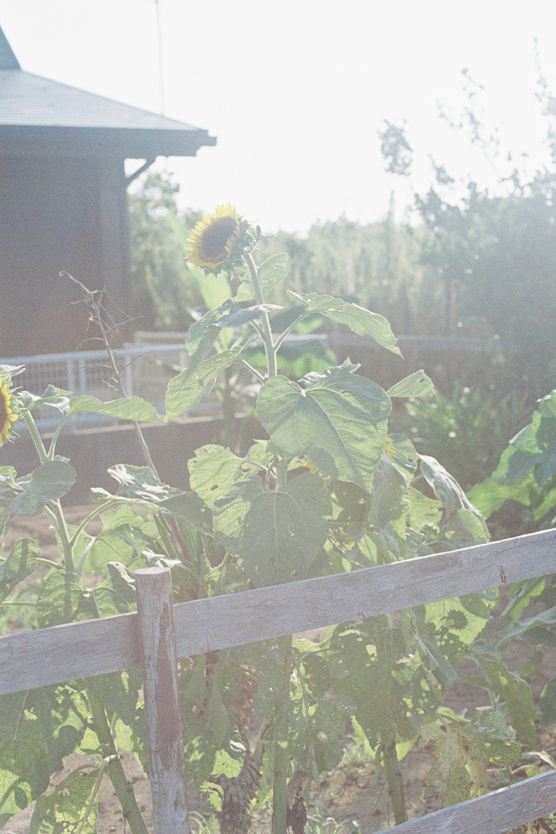 今月の写真家、今日の一枚。安藤 マミコ vol.9