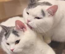 至福のペロペロタイム。【肉まんフェイスうずらの、 モチモチ便り。vol.8】