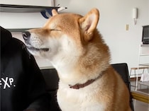 ハルくん、とーちゃんからもらう朝〜りんご編。