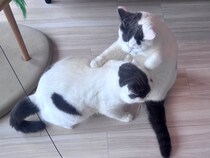 にゃんプロ？ いえいえお稽古です。【肉まんフェイスうずらの、 モチモチ便り。vol.9】