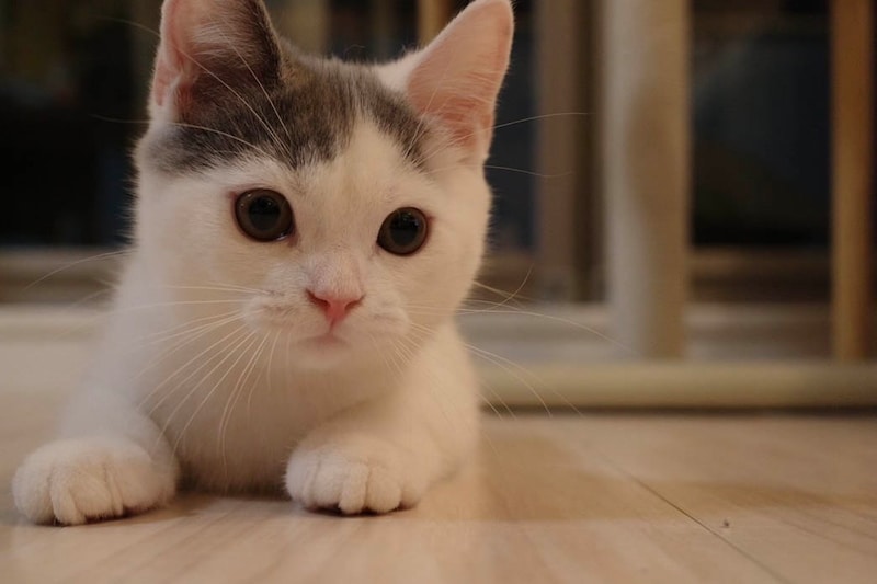 おうちにやってきたばかり頃のぼく。【肉まんフェイスうずらの、 モチモチ便り。vol.10】