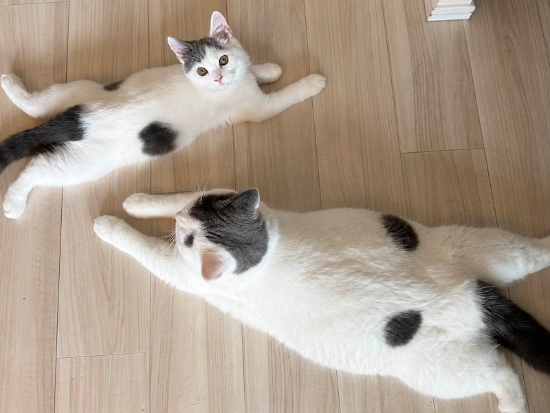 ふたりで名物、開脚ポーズ。【肉まんフェイスうずらの、 モチモチ便り。vol.12】