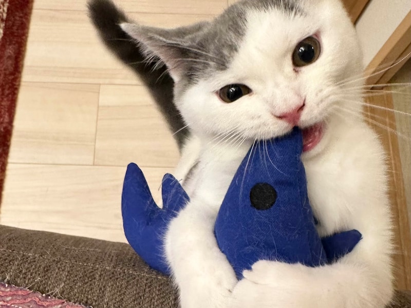 今日はどれで遊ぶ? 【肉まんフェイスうずらの、 モチモチ便り。vol.13】