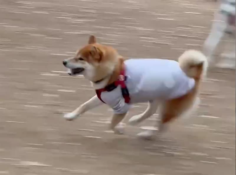 ハルくん、まぁまぁ鈍足。