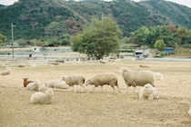 今月の写真家、今日の一枚。安藤 マミコ vol.15