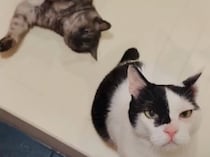 出迎えは、2匹体制で。【〈LOISIR〉デザイナー・前田敬子による、保護猫・えいたと暮らす日常。 vol.88】